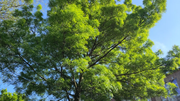 Ein grünender Baum an einem sonnigen Tag.